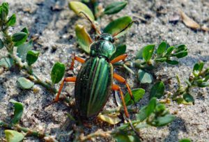 goldlaufkäfer heide wüste döberitzer heide militär gelände