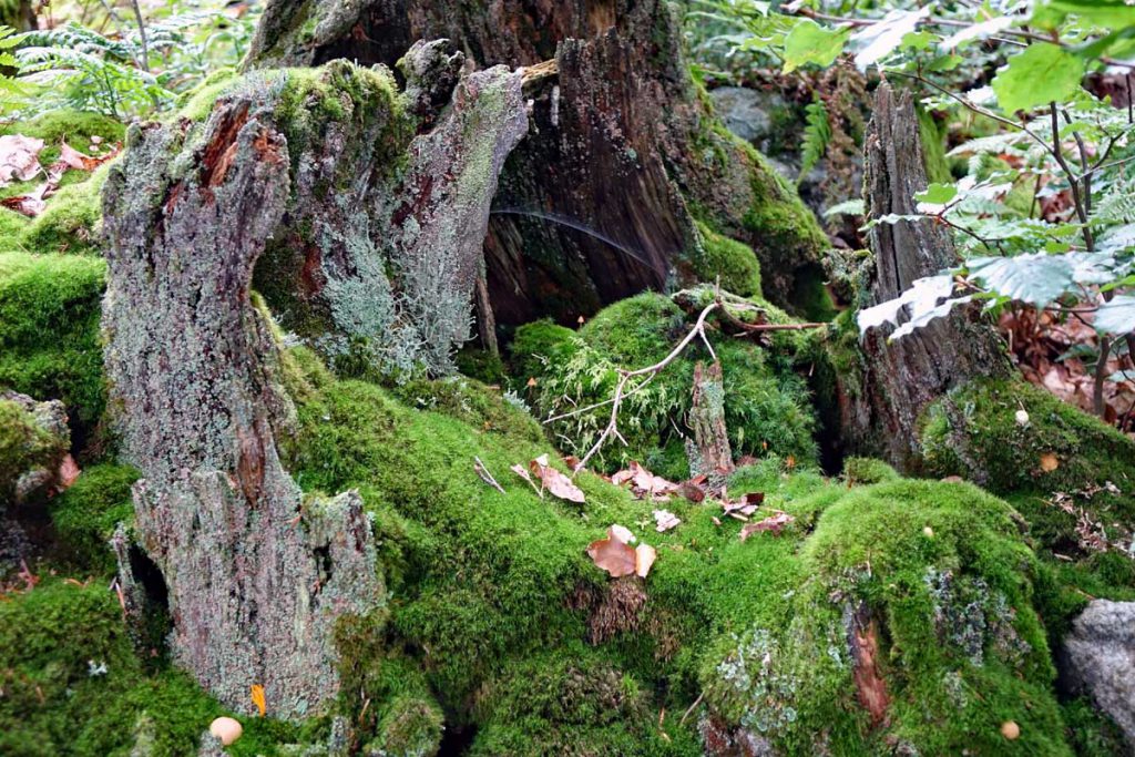 Waldhistorischer Lehrpfad im Naturpark Steinwald (Oberpfalz) 24 Moosbewachser Baumstamm auf dem Waldhistorischen Lehrpfad im Naturpark Steinwald
