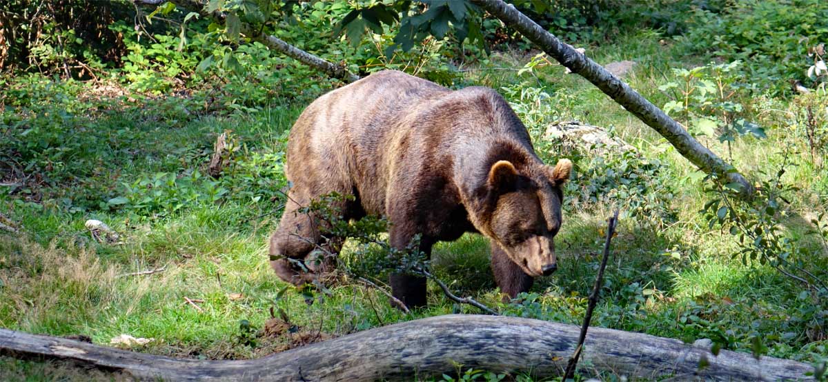 Braunbär im Tier-Freigelände beim Baumwipfelpfad Neuschönau im Naturpark Bayerischer Wald