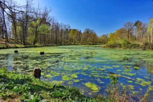 Auf in die fränkische Wüste: Flechten-Kiefernwald und Sanddünen bei Leinburg (Nürnberger Land) 34 See im Naturschutzgebiet Hainberg in Oberasbach im Landkreis Fürth