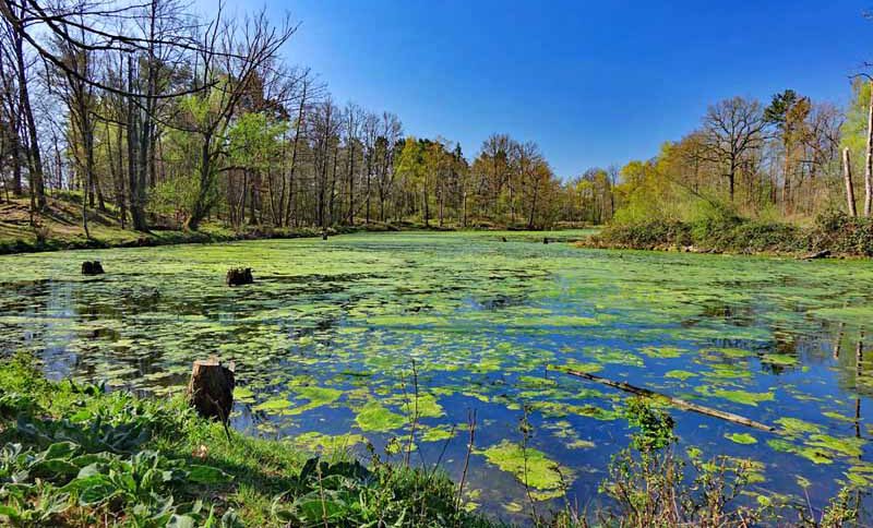 See im Naturschutzgebiet Hainberg in Oberasbach im Landkreis Fürth
