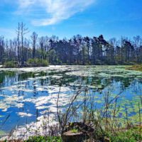 NATURSCHUTZGEBIETE IN NÜRNBERG 8 weiher naturschutzgebiet hainberg wandern ausflug familie kinder