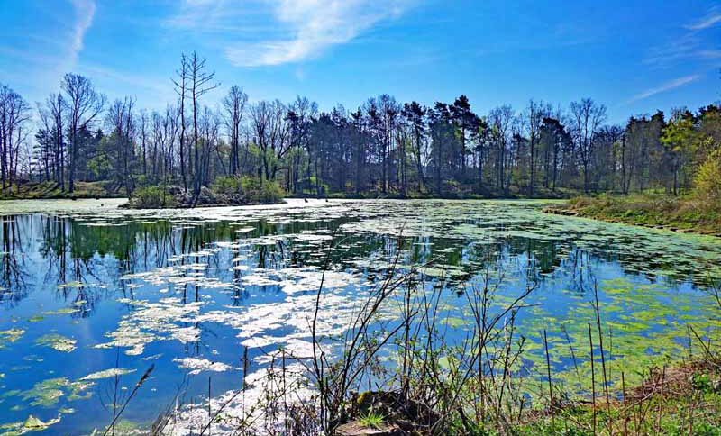 NATURSCHUTZGEBIETE IN NÜRNBERG 2 weiher naturschutzgebiet hainberg wandern ausflug familie kinder