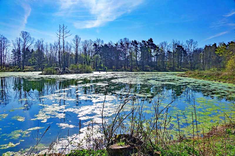 weiher naturschutzgebiet hainberg wandern ausflug familie kinder