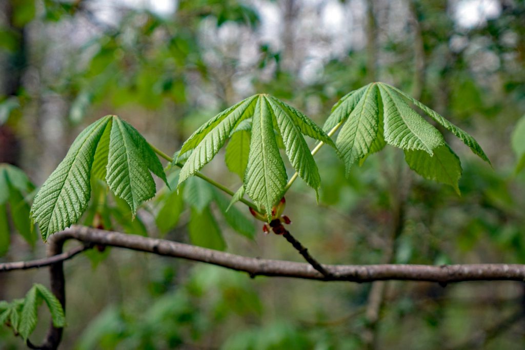 Wandern im Landkreis Ansbach - Auf dem Lehrpfad um das Geotop Gipsbruch Endsee 27 gipsbruch endsee frankenhöhe geotop bad windsheim mittelfranken