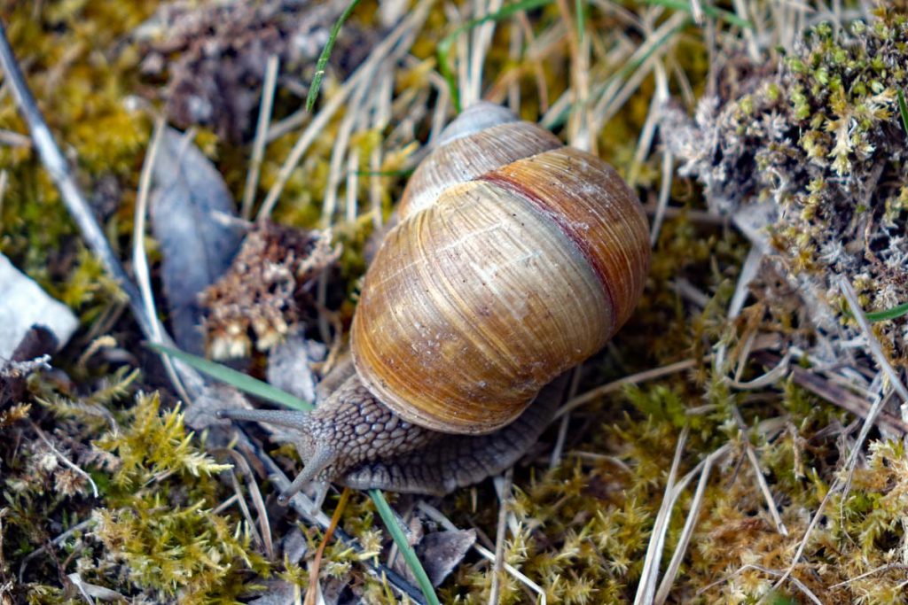 Wandern im Landkreis Ansbach - Auf dem Lehrpfad um das Geotop Gipsbruch Endsee 23 schnecke gipsbruch endsee frankenhöhe ansbach geotop steinbruch