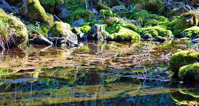 Wandern auf dem Naturlehrpfad Basaltmeer Gangolfsberg (Rhön) 5 natur lehrpfad gangolfsberg rhön oberelsbach