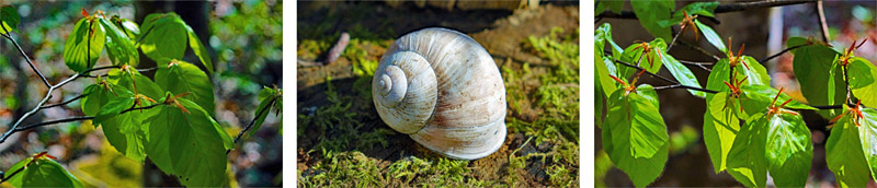 Wandern auf dem Naturlehrpfad Basaltmeer Gangolfsberg (Rhön) 4 lehrpfad gangolfsberg oberelsbach rhön wandern schnecke blätter buche