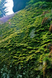 leuchtendes moos felsenlabyrinth luisenburg wunsiedel franken bayern ausflug kinder