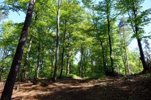 rundweg velden petershöhle franken bayern nürnberger land wanderung