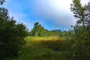 UMWELTFREUNDLICH REISEN 19 moorlehrpfad lehrpfad kulzer prackendorfer moos oberpfaelzer wald bayern wandern