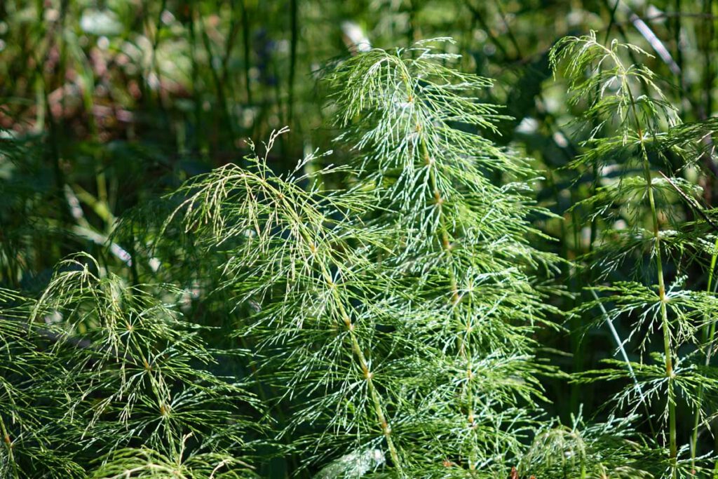 Rundwanderung von der Riesenburg zum Quackenschloss im Wiesenttal (Landkreis Forchheim) 16 riesenburg und quackenschloss wandern fränkische schweiz familie kinder ausflug