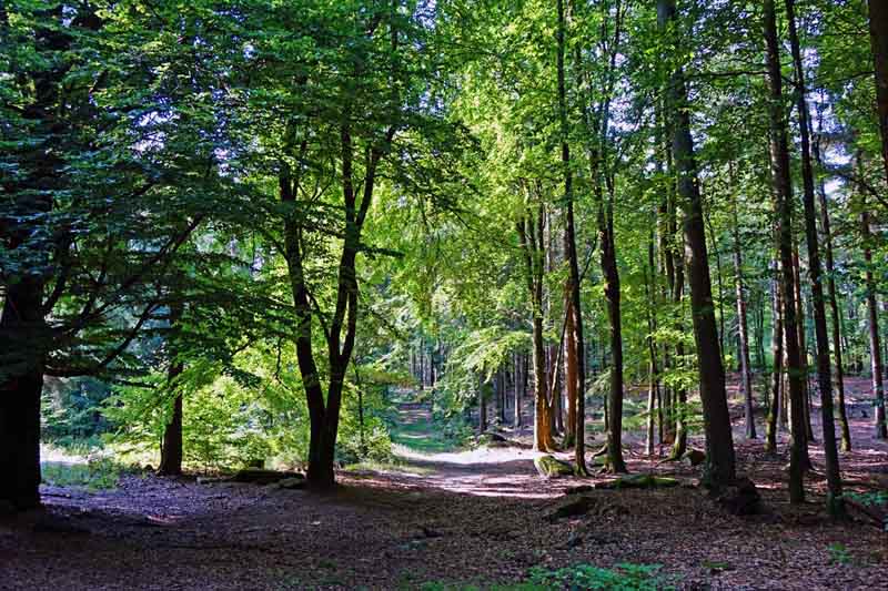 Waldhistorischer Lehrpfad im Naturpark Steinwald (Oberpfalz) 4 wandern naturpark steinwald erbendorf waldhistorischer lehrpfad