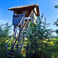 Walderlebnispfad Serrahn im Müritz-Nationalpark (Mecklenburg-Vorpommern) 30 walderlebnispfad serrahn alte buchenwälder müritz nationalpark
