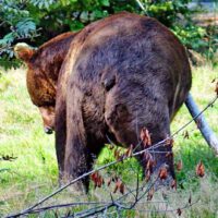 Tier-Freigelände im Nationalparkzentrum Lusen - Neuschönau (Nationalpark Bayerischer Wald) 34 bär braunbär tier-freigehege bayerischer wald neuschönau