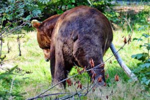 NEPAL HIMALAYA PARK (Landkreis Regensburg) 21 bär braunbär tier-freigehege bayerischer wald neuschönau
