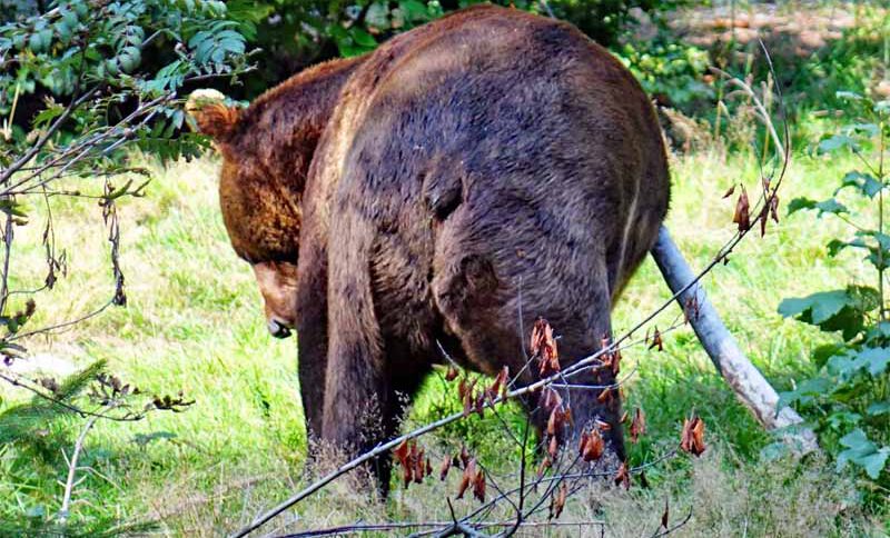 bär braunbär tier-freigehege bayerischer wald neuschönau