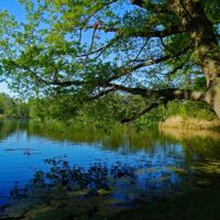 Wandern mit Kinderwagen und Buggy im Stadtgebiet Nürnberg 1 volkspark dutzendteich wandern nürnberg bayern franken flachweiher