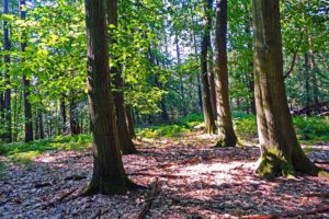 Walderlebnispfad Serrahn im Müritz-Nationalpark (Mecklenburg-Vorpommern) 7 wandern müritz nationalpark serrahn naturerlebnispfad zinow