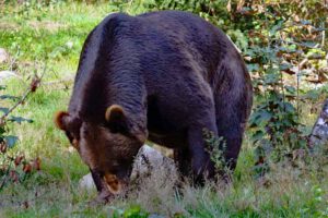 tierfreigelände neuschönau nationalparkzentrum lusen bayerischer wald