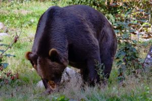 TIER- UND WILDPARKS 14 tierfreigelände neuschönau nationalparkzentrum lusen bayerischer wald