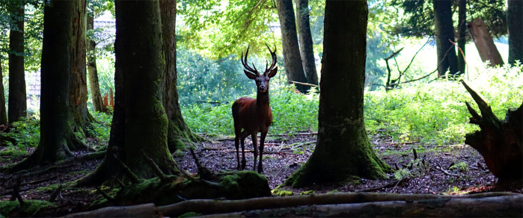 hirsch rotwild tier-freigelände bayerischer wald wildpark ausflug familie kinder bayern