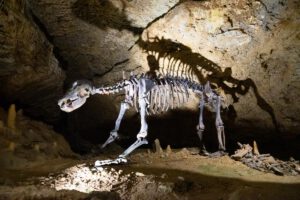 Klumpertal Rundweg Pottenstein 21 schauhöhle tropfsteinhöhle teufeleshöhle pottenstein geotop