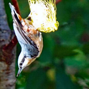 kleiber im pegnitztal ost nürnberg