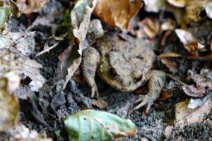erdkröte groß schauener seen sielmann seenkette