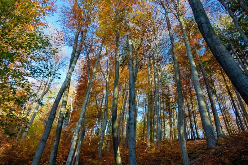 Rundwanderung auf den Moritzberg bei Leinburg (Landkreis Nürnberger Land) 4 wandern im nürnberger land moritzberg lauf altdorf rundweg