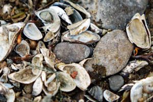 flussmuschel obermain haßberge bamberg baunach südsee lehrpfad wandern
