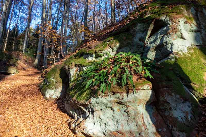 Rundwanderung auf den Moritzberg bei Leinburg (Landkreis Nürnberger Land) 16 wandern mittelfranken nürnberger land moritzberg rundweg