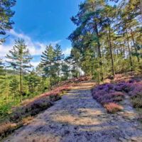 Auf in die fränkische Wüste: Flechten-Kiefernwald und Sanddünen bei Leinburg (Nürnberger Land) 4 sanddünen bei leinburg nürnberger land wandern