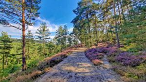 sanddünen bei leinburg nürnberger land wandern