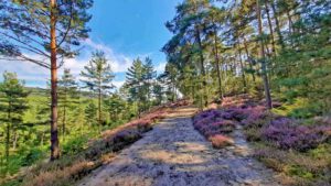 sanddünen leinburg flechten kiefern wälder