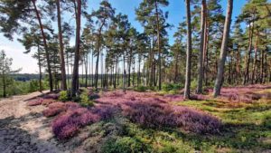 Auf in die fränkische Wüste: Flechten-Kiefernwald und Sanddünen bei Leinburg (Nürnberger Land) 11 sandachse sanddüne düne binnendüne leinburg