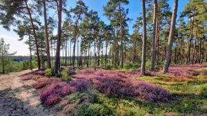 Vom Schwarzachtal zum Ludwig-Kanal in Burgthann 22 sandachse sanddüne düne binnendüne leinburg