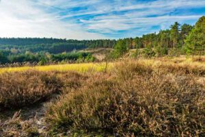 Auf in die fränkische Wüste: Flechten-Kiefernwald und Sanddünen bei Leinburg (Nürnberger Land) 22 wandern mittelfranken nürnberg nürnberger land leinburg geotop sanddünen