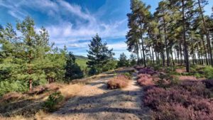 Auf in die fränkische Wüste: Flechten-Kiefernwald und Sanddünen bei Leinburg (Nürnberger Land) 7 sanddünen leinburg nürnberger land sandachse franken