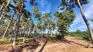 Auf in die fränkische Wüste: Flechten-Kiefernwald und Sanddünen bei Leinburg (Nürnberger Land) 14 sandachse sanddüne düne binnendüne leinburg