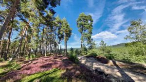 Auf in die fränkische Wüste: Flechten-Kiefernwald und Sanddünen bei Leinburg (Nürnberger Land) 6 sandachse sanddüne düne binnendüne leinburg