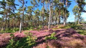 Auf in die fränkische Wüste: Flechten-Kiefernwald und Sanddünen bei Leinburg (Nürnberger Land) 16 heide blüht blüte nürnberger land leinburg altdorf wandern