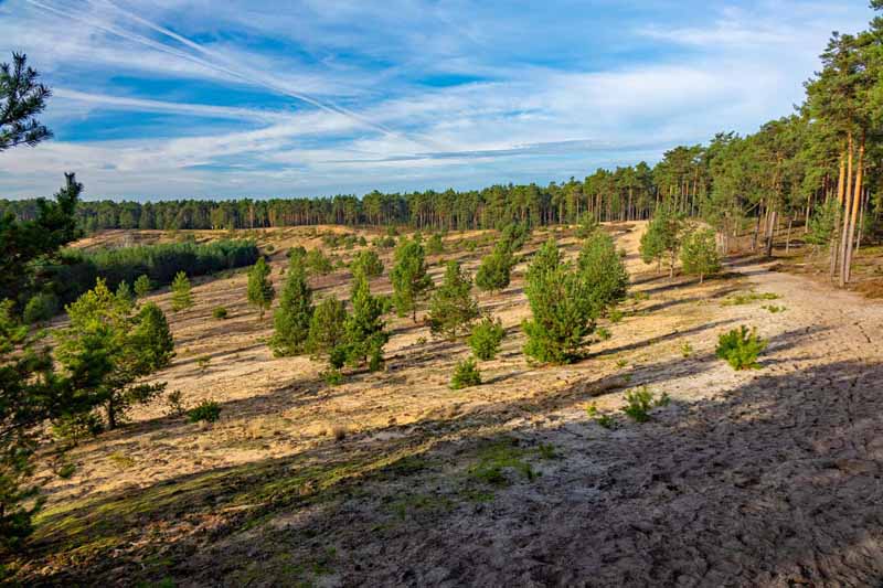 Auf in die fränkische Wüste: Flechten-Kiefernwald und Sanddünen bei Leinburg (Nürnberger Land) 13 sanddünen sandachse franken leinburg nürnberger land rundweg wandern geotop
