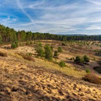 Geotope in Mittelfranken - Teil 2 39 sanddünen leinburg flechtenkiefern sandachse franken nürnberger land wandern