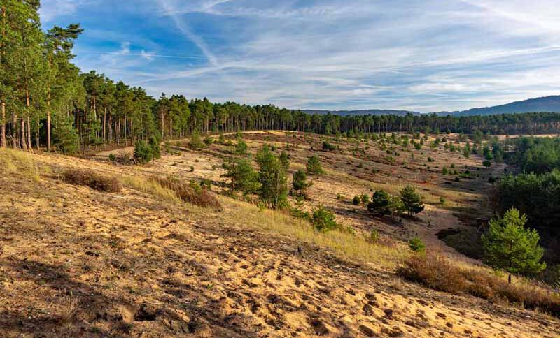 sanddünen leinburg flechtenkiefern sandachse franken nürnberger land wandern