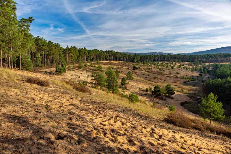 Auf in die fränkische Wüste: Flechten-Kiefernwald und Sanddünen bei Leinburg (Nürnberger Land) 17 sanddünen leinburg flechtenkiefern sandachse franken nürnberger land wandern