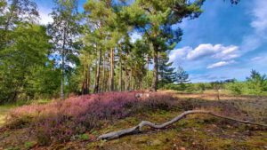 Auf in die fränkische Wüste: Flechten-Kiefernwald und Sanddünen bei Leinburg (Nürnberger Land) 10 flechtenkiefernwald sanddüne leinburg wandern