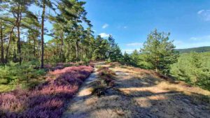 Auf in die fränkische Wüste: Flechten-Kiefernwald und Sanddünen bei Leinburg (Nürnberger Land) 15 sandachse sanddüne düne binnendüne leinburg