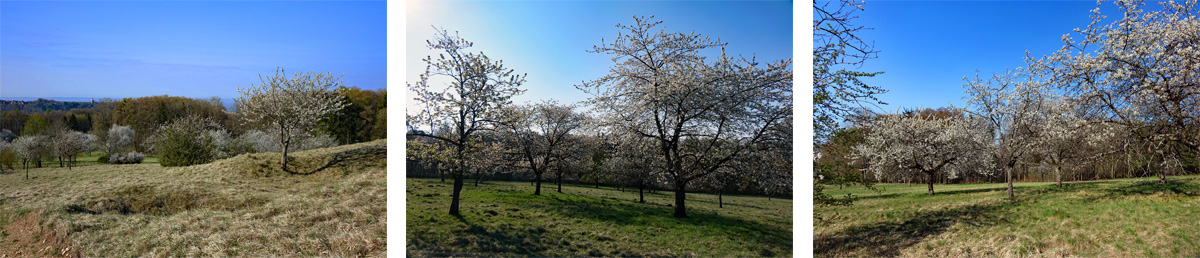 kirschblüte rechenberg heidenheim wanderung altmühltal