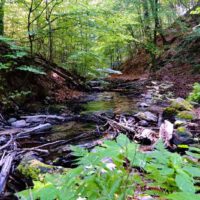 Wanderung durch das wildromantische Hellmühler Fließ im Naturpark Barnim (Brandenburg) 23 naturpark barim hellmühler fließ biesenthal